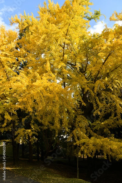 Obraz 東大寺境内のイチョウ