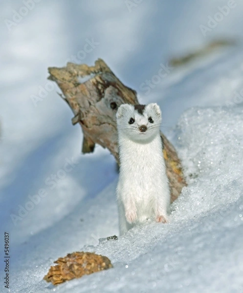 Obraz Weasel ( Mustela nivalis nivalis )