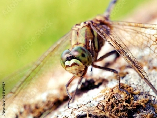 Obraz Insect perched on a leaf. Animal