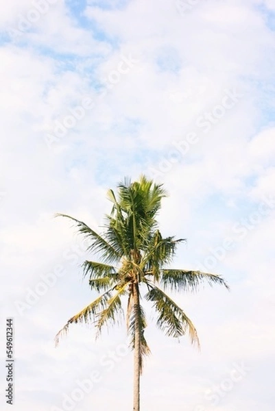 Fototapeta A coconut tree, against the background of a blue sky covered with clouds.