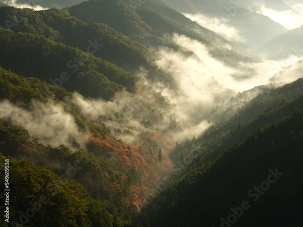 Fototapeta 谷に発生した霧と紅葉