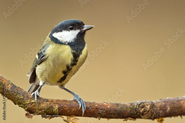Fototapeta Great Tit