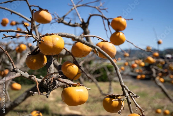 Obraz 秋　柿　味覚