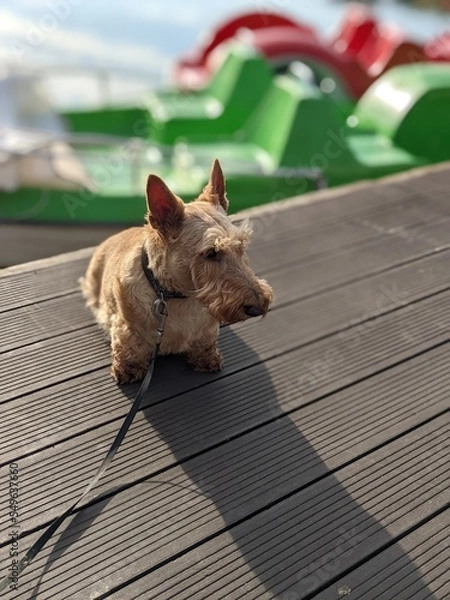 Obraz portrait of the wheaten scotch terrier at autumn season