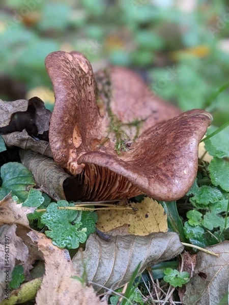 Obraz mushroom in the forest