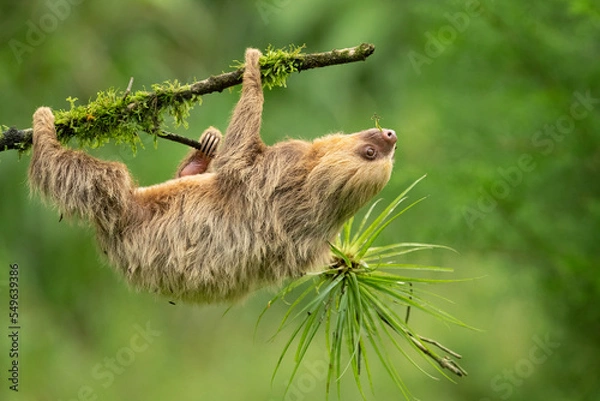 Fototapeta Hoffmann's two-toed sloth (Choloepus hoffmanni), also known as the northern two-toed sloth is a species of sloth from Central and South America. 