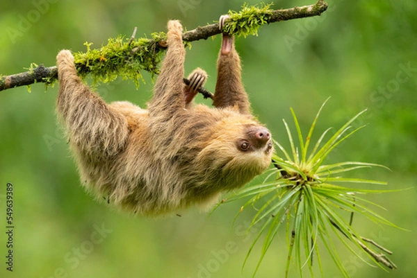 Fototapeta Hoffmann's two-toed sloth (Choloepus hoffmanni), also known as the northern two-toed sloth is a species of sloth from Central and South America. 