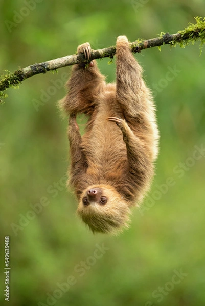 Fototapeta Hoffmann's two-toed sloth (Choloepus hoffmanni), also known as the northern two-toed sloth is a species of sloth from Central and South America. 