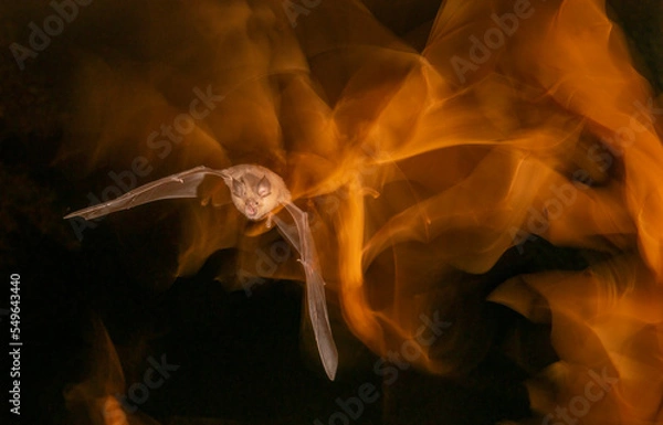Obraz Bat flying night light effect