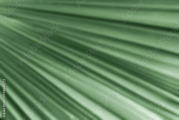 Fototapeta Nature blurred palm green leaf ifor abstract background