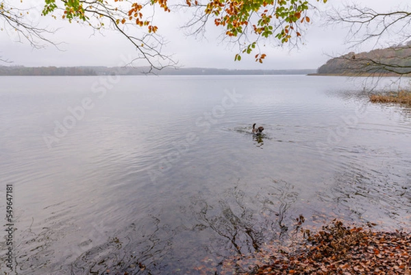 Obraz Herbstbild -  brauner labrador im See