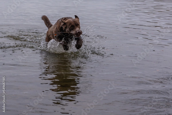 Fototapeta Herbstbild -  brauner labrador im See
