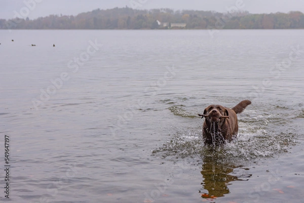 Obraz Herbstbild -  brauner labrador im See