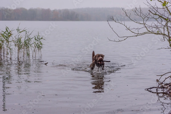 Obraz Herbstbild -  brauner labrador im See