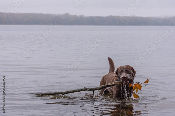 Obraz Herbstbild -  brauner labrador im See