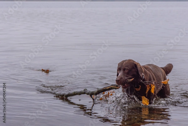 Obraz Herbstbild -  brauner labrador im See