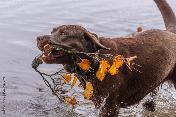 Obraz Herbstbild -  brauner labrador im See