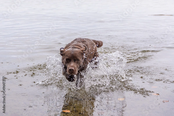 Obraz Herbstbild -  brauner labrador im See