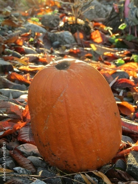 Fototapeta pumpkin on the ground