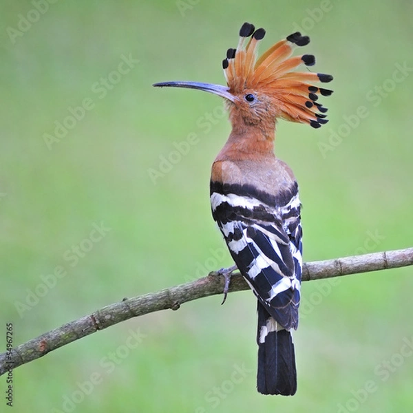 Obraz Eurasian Hoopoe