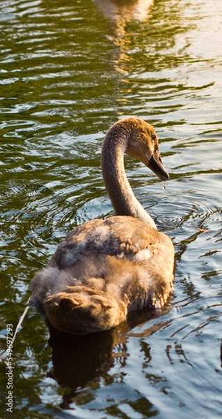 Obraz Young swan swimming during sunset
