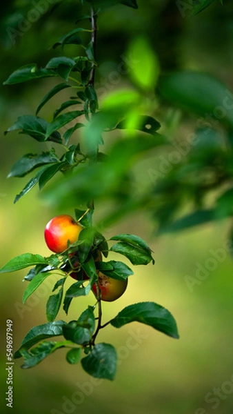 Obraz apple tree bearing its fruit