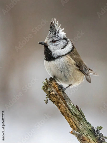 Obraz Small bird crested tit on a branch