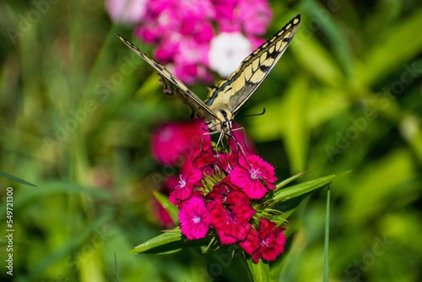 Fototapeta Papilio machaon - Fluturele coada randunicii - Old world swallowtail