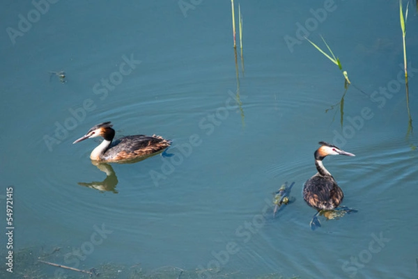 Fototapeta Podiceps cristatus  - Corcodel mare - Great crested grebe
