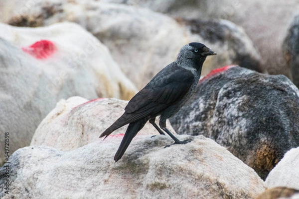 Obraz Corvus monedula - Stancuta - Western jackdaw