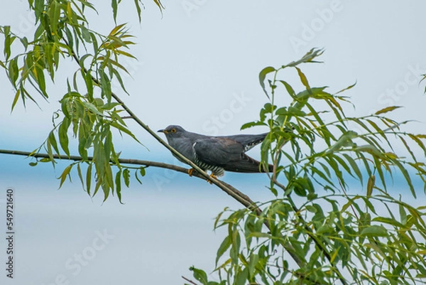 Fototapeta Cuculus canorus - Cuc - Common cuckoo