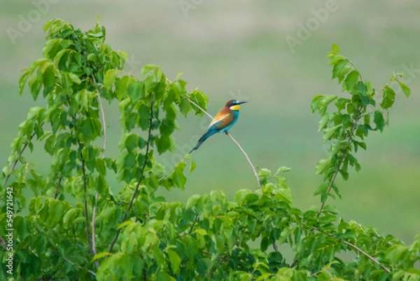 Fototapeta Merops apiaster - Prigorie - European bee-eater