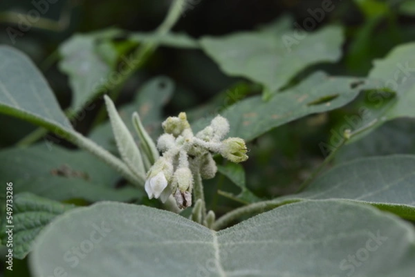 Obraz spider on a flower
