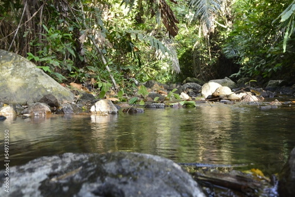 Obraz swan on the river