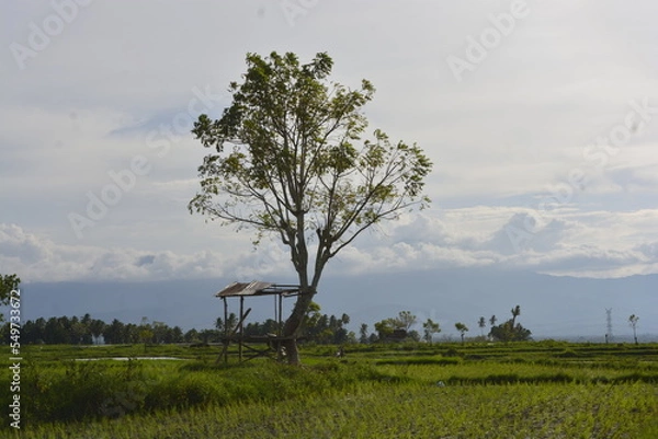 Obraz tree in the field