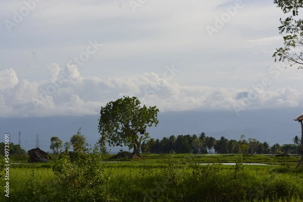 Obraz morning in the forest