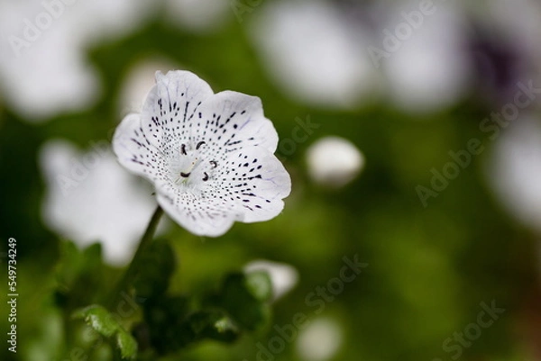 Obraz 白いゴマ斑ネモフィラ