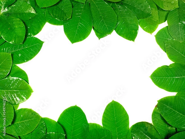 Fototapeta Green tropical leaves are placed on a white background with part of the leaf layout and copy space in the center.