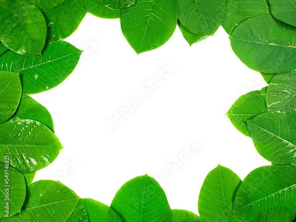 Fototapeta Green tropical leaves are placed on a white background with part of the leaf layout and copy space in the center.