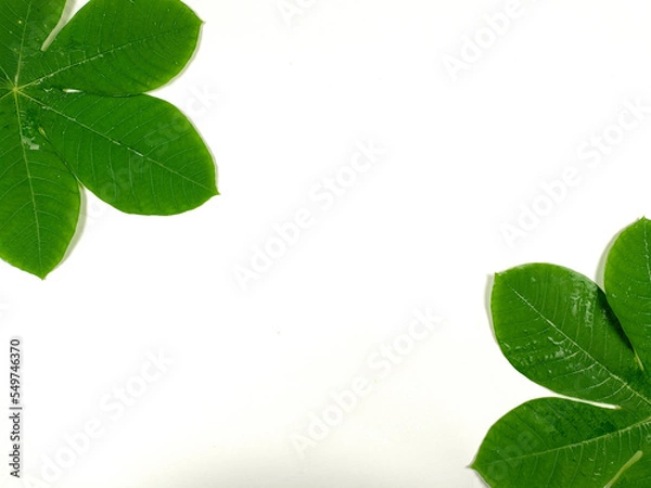 Fototapeta Green tropical leaves are placed on a white background with part of the leaf layout and copy space.