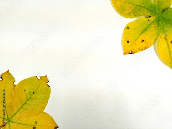Fototapeta Autumn leaves are placed on a white background with part of the leaf layout and copy space.