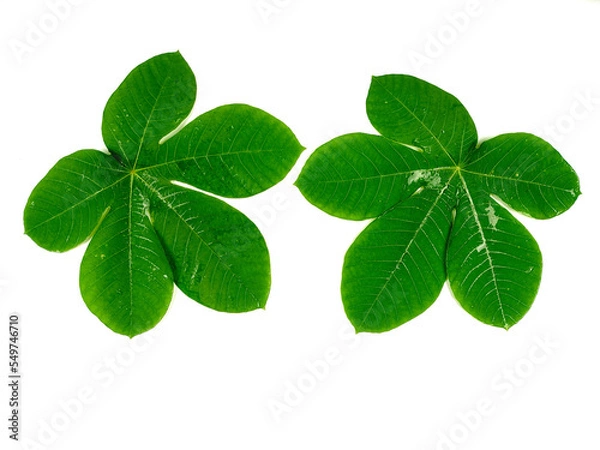 Fototapeta Tropical leaves are green in isolation on a white background.
