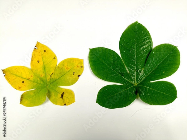 Fototapeta Tropical leaves are green and yellow in isolation on a white background.
