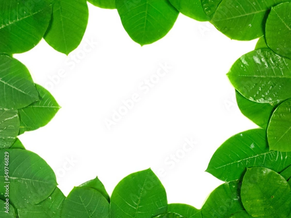 Fototapeta Green tropical leaves are placed on a white background with part of the leaf layout and copy space in the center.