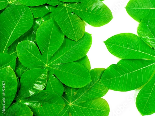 Fototapeta Green tropical leaves are placed on a white background with copy space layout