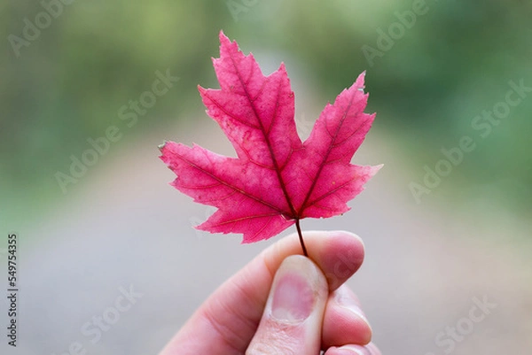 Obraz Red Maple Leaf in Hand