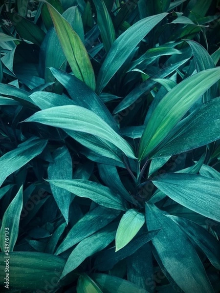 Obraz Dark Green Leaves Wallpaper 