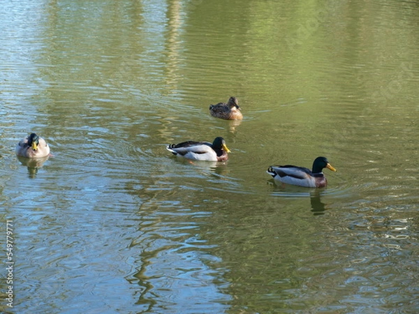 Obraz Canards
