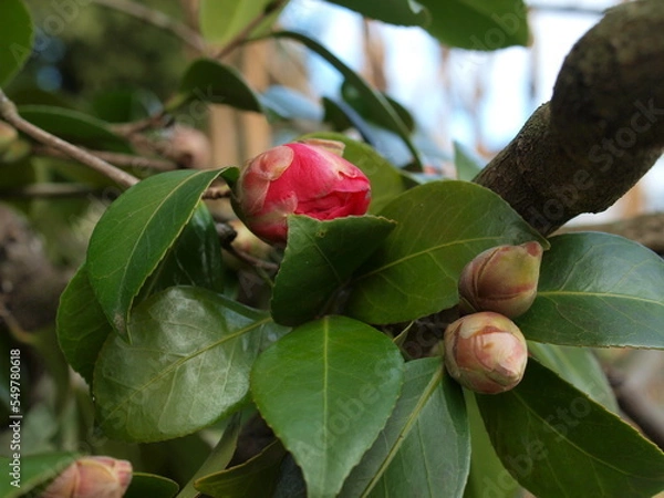 Obraz Camelia en boutons