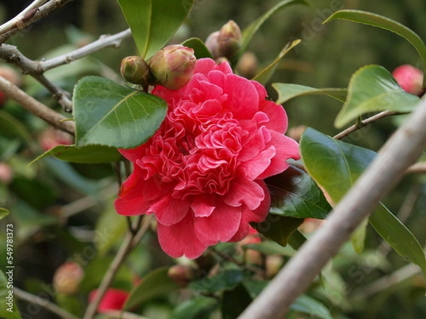 Obraz Camelia double rouge